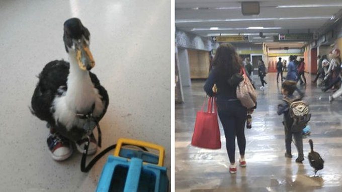 Niño pasea con su PATO con TENIS en CDMX