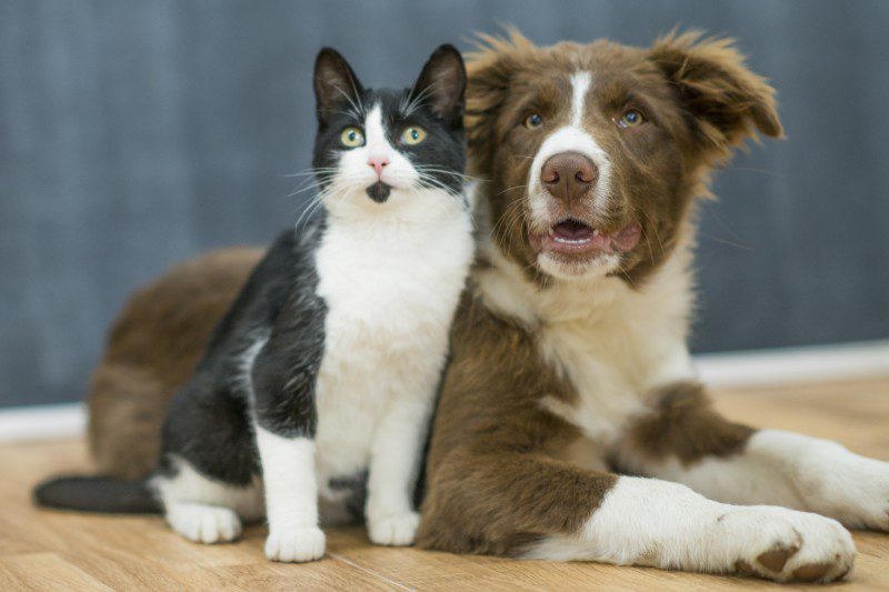 Prohibirán el consumo de perros, gatos y fauna salvaje en ciudad de China