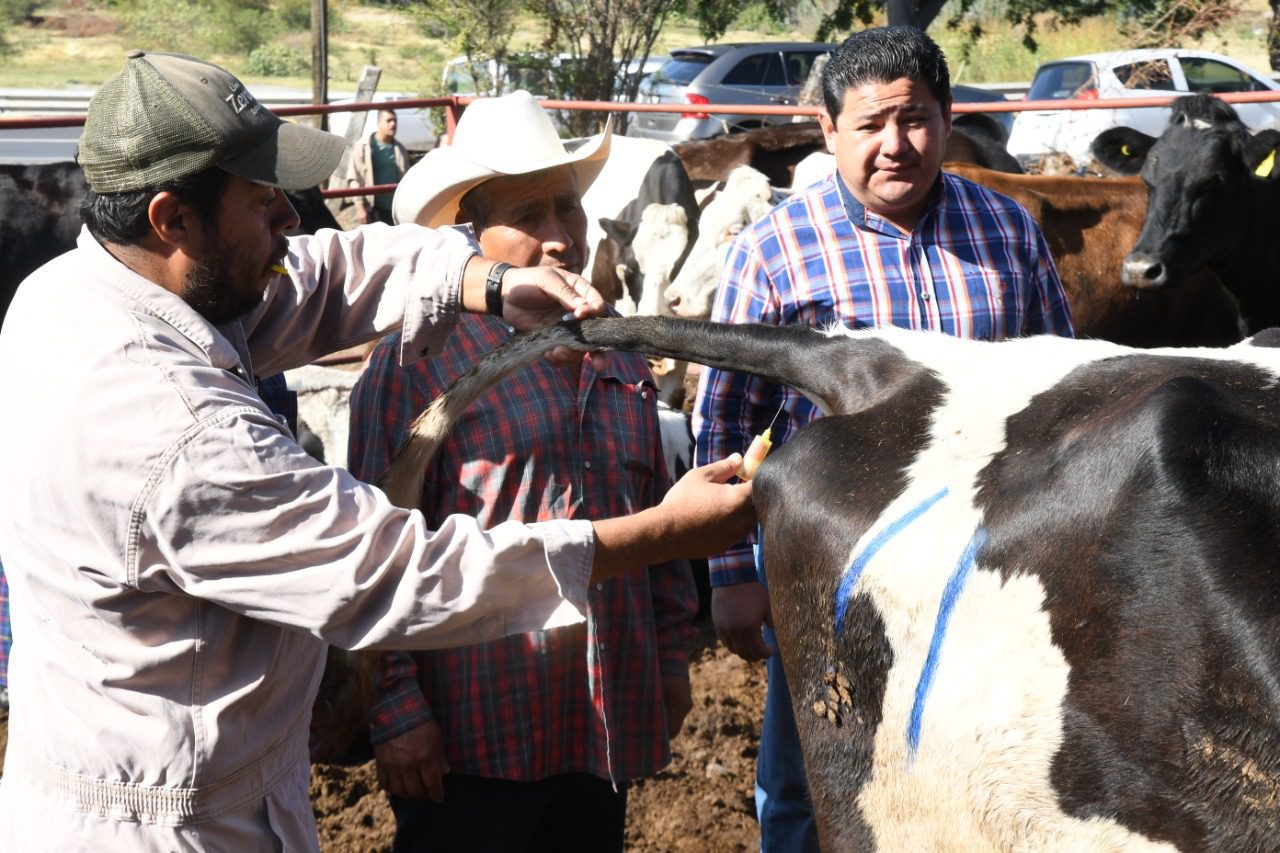 Realizan pruebas de brucelosis y tuberculosis a ganado en Cuautla