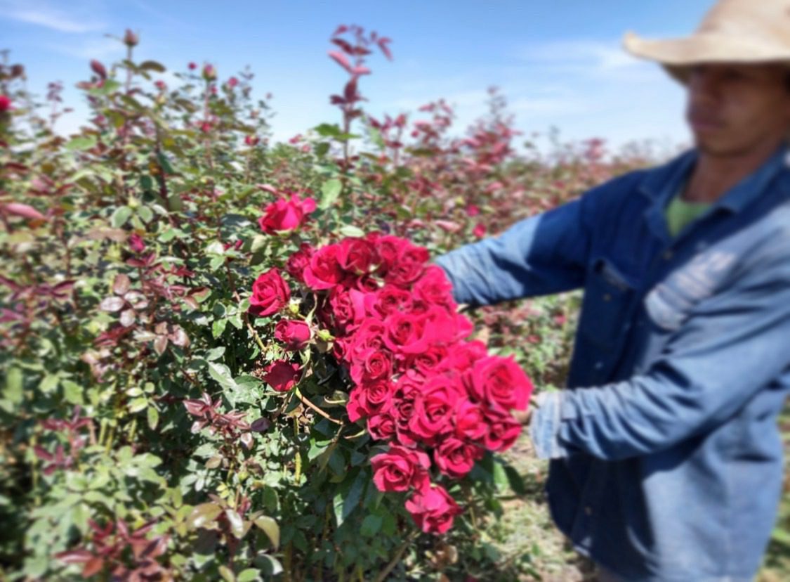 Morelos segundo estado con más producción de ROSAS
