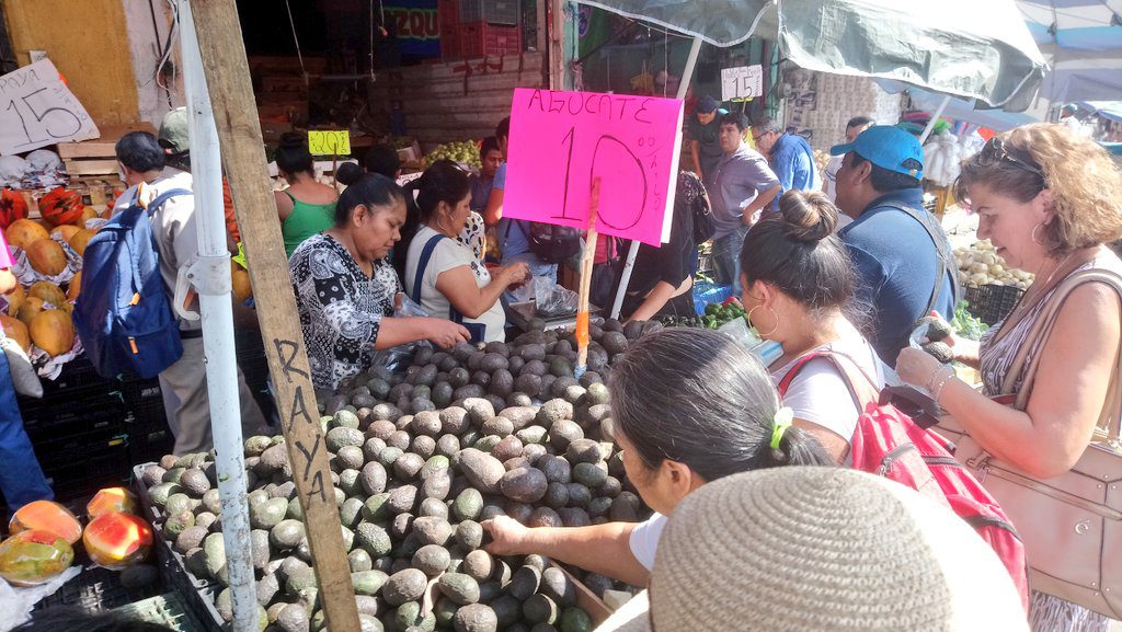 ¡Increíble! En Morelos puedes comprar AGUACATE a 10 pesos el kilo