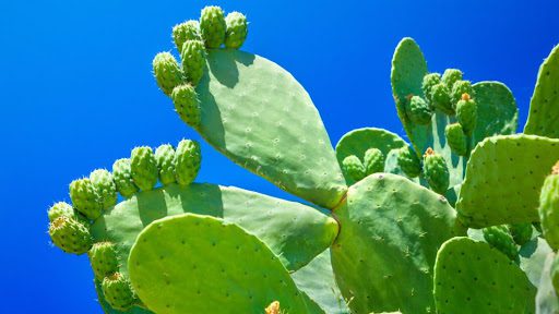 Estudio confirma que el NOPAL sirve como PURIFICADOR de AGUA