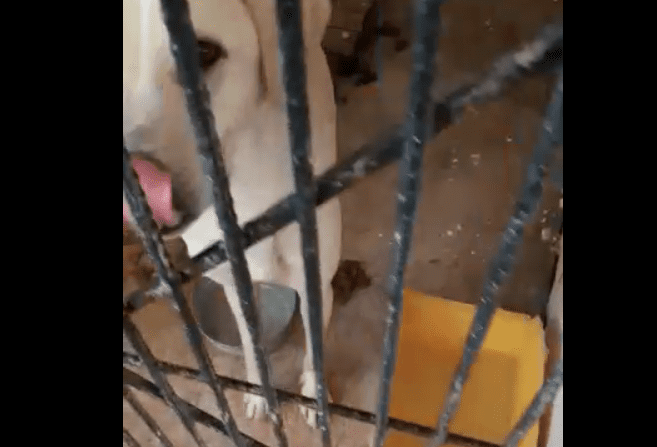 Tienen en condiciones INHUMANAS Acopio Animal de Cuernavaca