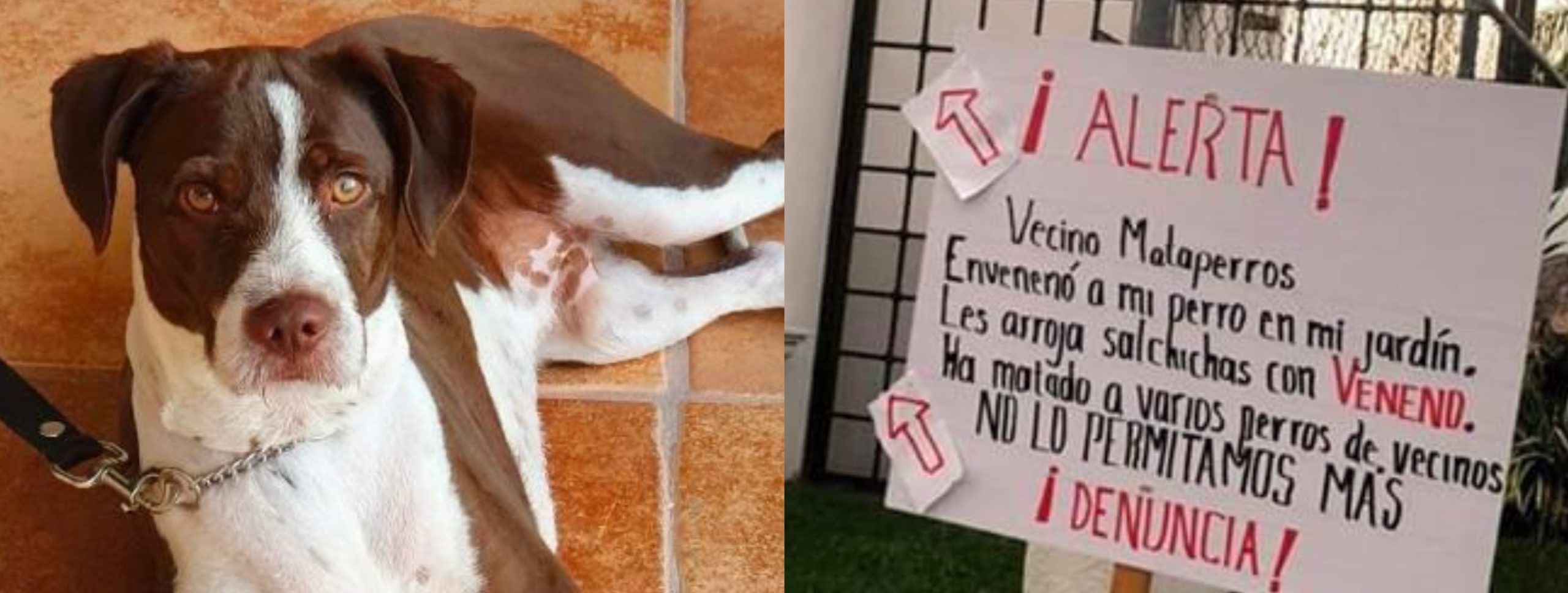 Vecinos envenenan a perro y golpean a mujer por acusarlos en Morelos