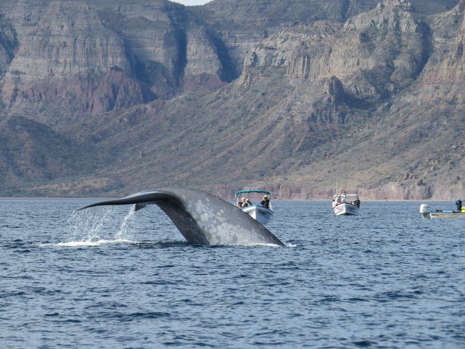 [VIDEO] Llegan BALLENAS AZULES a Baja California Sur