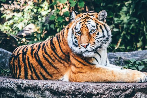 Tigre en zoológico de Nueva York da positivo al CORONAVIRUS