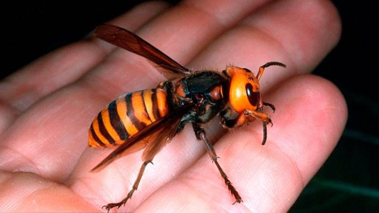 Muere hombre por picadura de avispa asiática en España