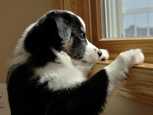 Gritarle a tu perro le causa daño a su salud mental: estudio