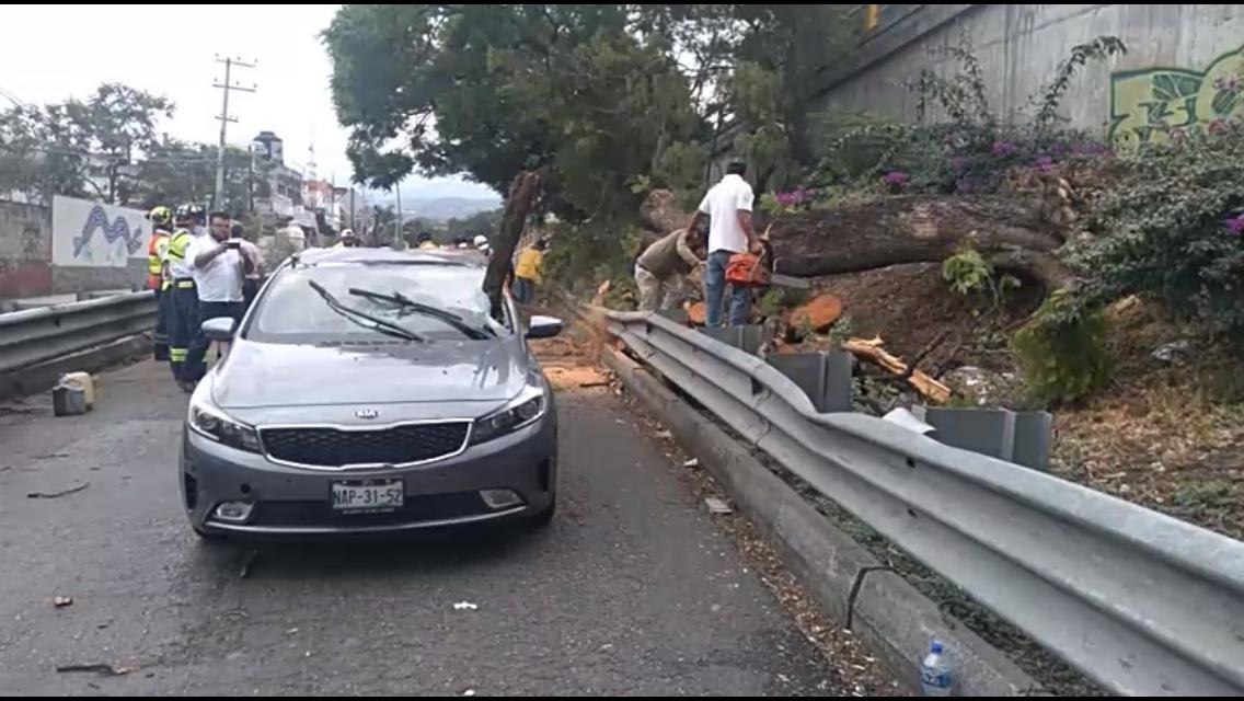 Árbol cae en auto y lo destroza en el Paso Exprés
