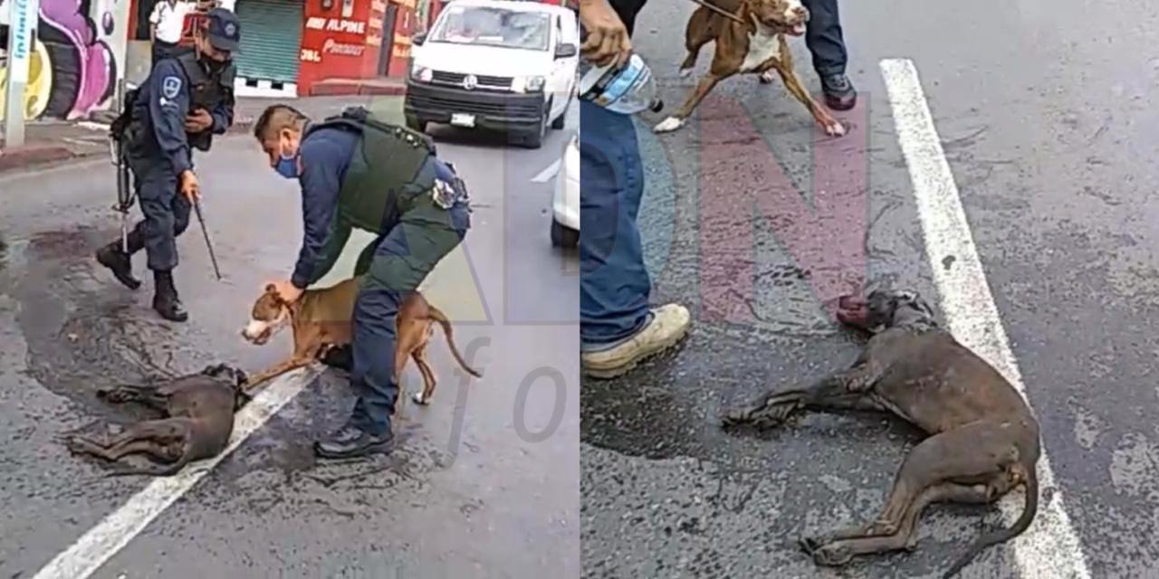Pitbull ataca a hombre y mata a perro de la calle en Cuernavaca