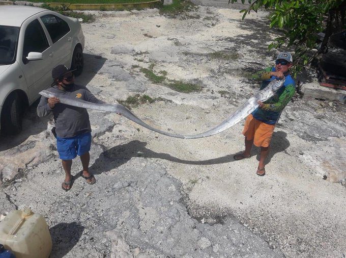 Cazan un PEZ REMO y afirman que presagia una CATASTROFE