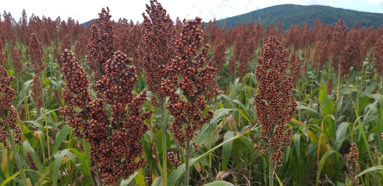 Gestionan recursos extraordinarios para proteger cultivos del campo morelense