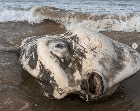 Aparece extraña criatura marina en playa de Australia