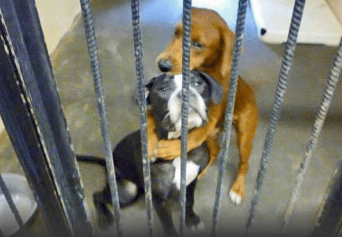 Perritas se abrazan antes de ser sacrificadas y su foto les salva la vida