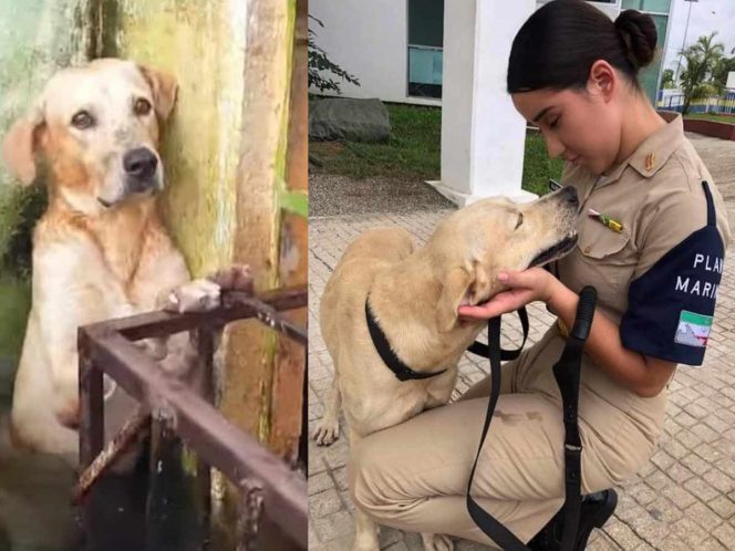La Marina adoptó al perrito rescatado en las inundaciones de Tabasco