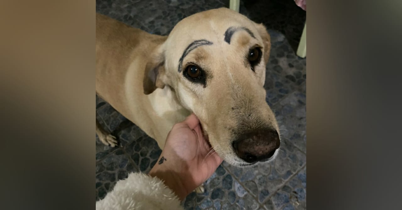 Perrito sale a dar un paseo y regresa con cejas pintadas