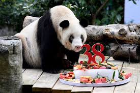 La osa panda en cautiverio más anciana del mundo murió a los 38 años