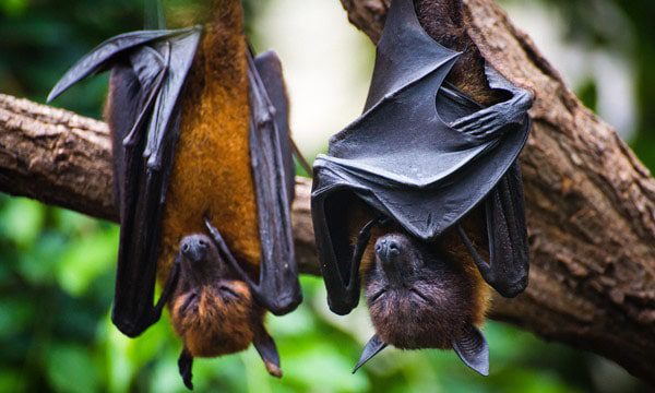 Viróloga de Wuhan afirma que los murciélagos pueden contagiar a los humanos de otros coronavirus