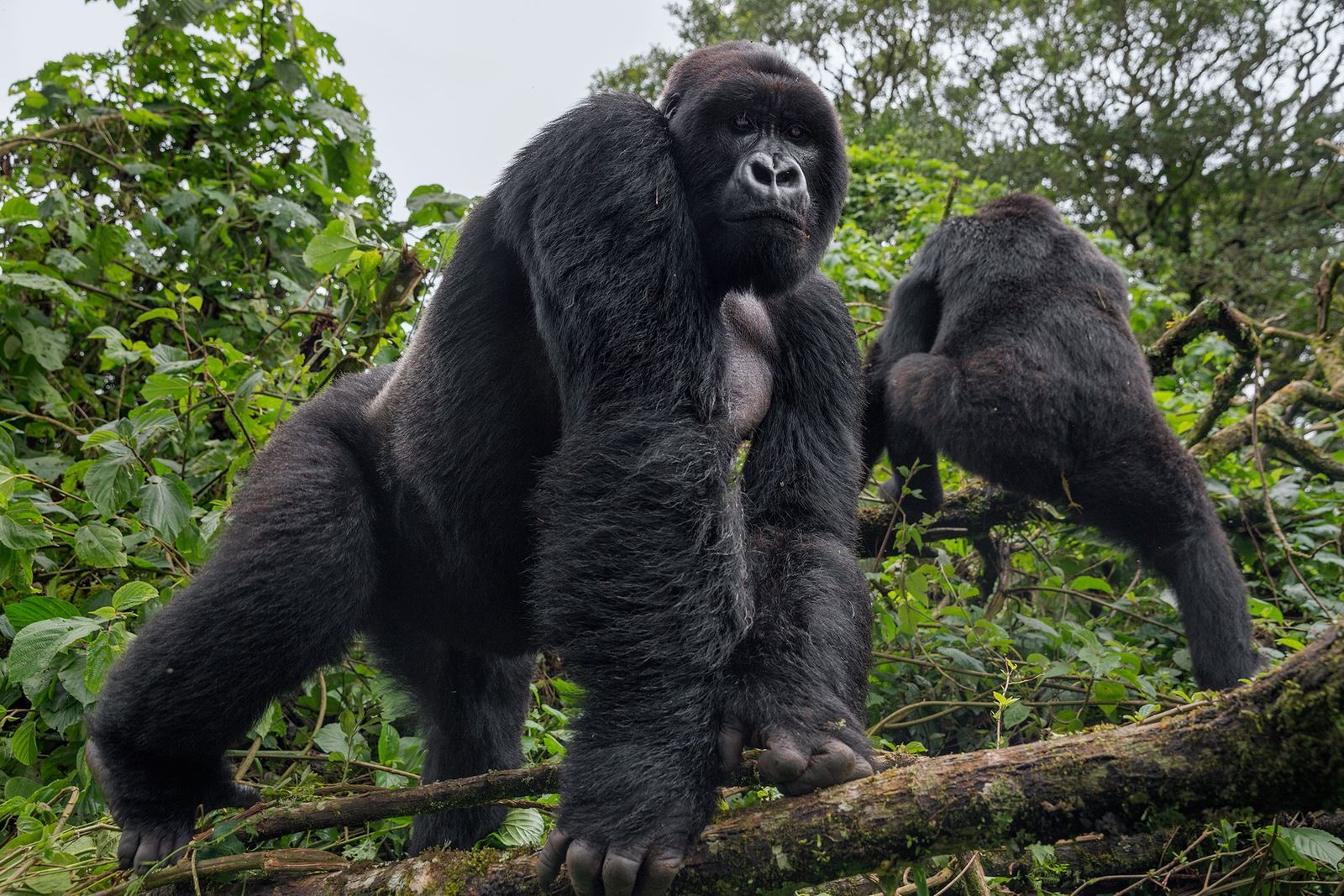 Dos gorilas del zoológico de San diego dieron positivo a Covid-19
