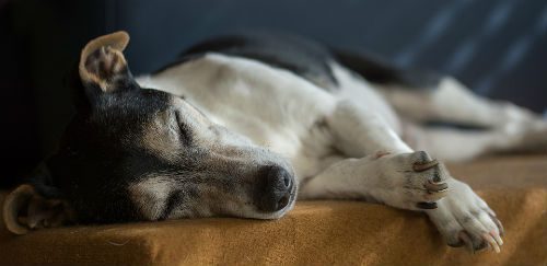 Abuelito busca nuevo perrito luego de que su mascota muriera de cáncer