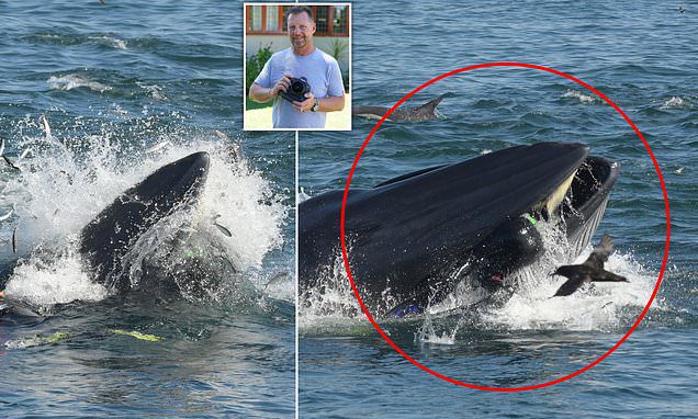 En Sudáfrica una ballena se traga a un buzo y lo escupe