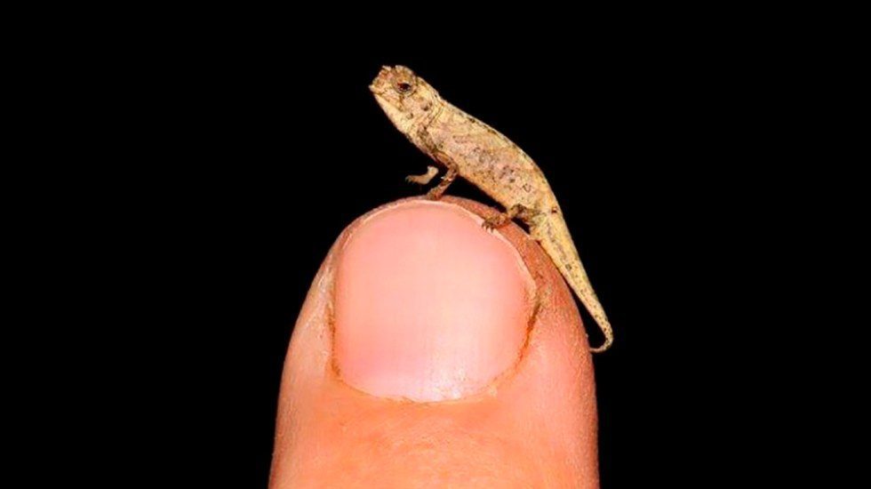 Descubren el nanocamaleón, el reptil más pequeño del planeta