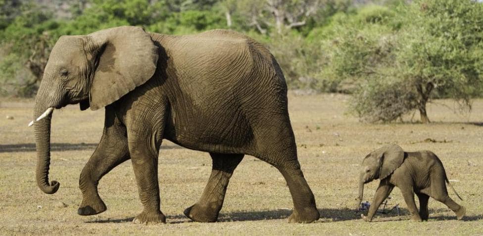 Los elefantes de África podrían extinguirse muy pronto