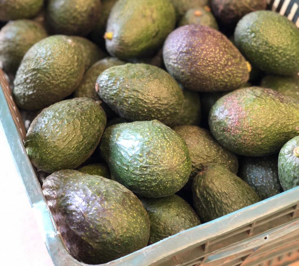 Exportarán aguacate de Morelos a Japón, España, Estados Unidos y Canadá.