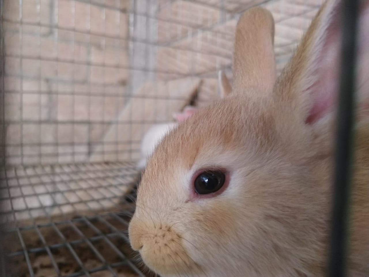 Realizan campaña de vacunación para CONEJOS MASCOTA