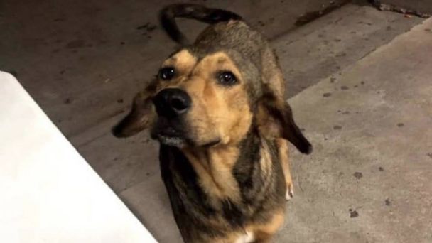 Vinculan a proceso al joven que asesino a machetazos al perrito “Rodolfo Corazón”