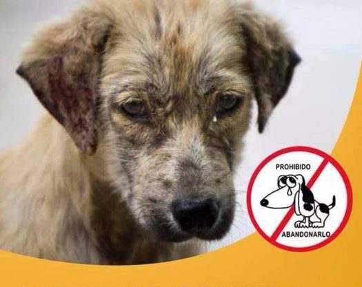 Marcharán contra el maltrato animal en Cuernavaca