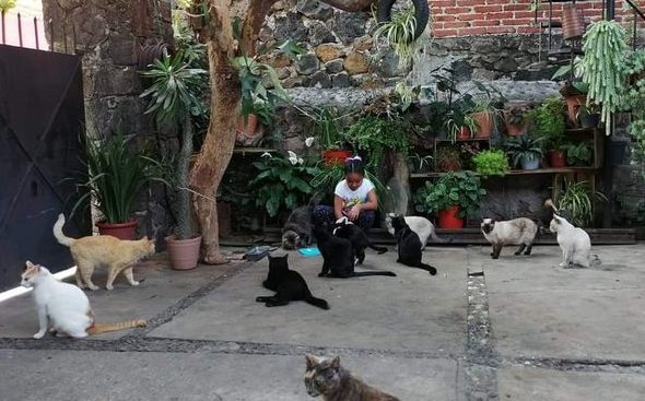 Niña cuida y rescata michis en Jiutepec, Morelos