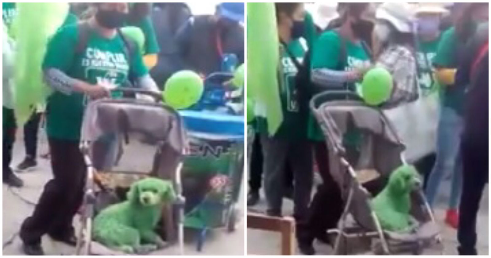¡Indignante! Partido Verde pinta a perritos de color como acto de campaña