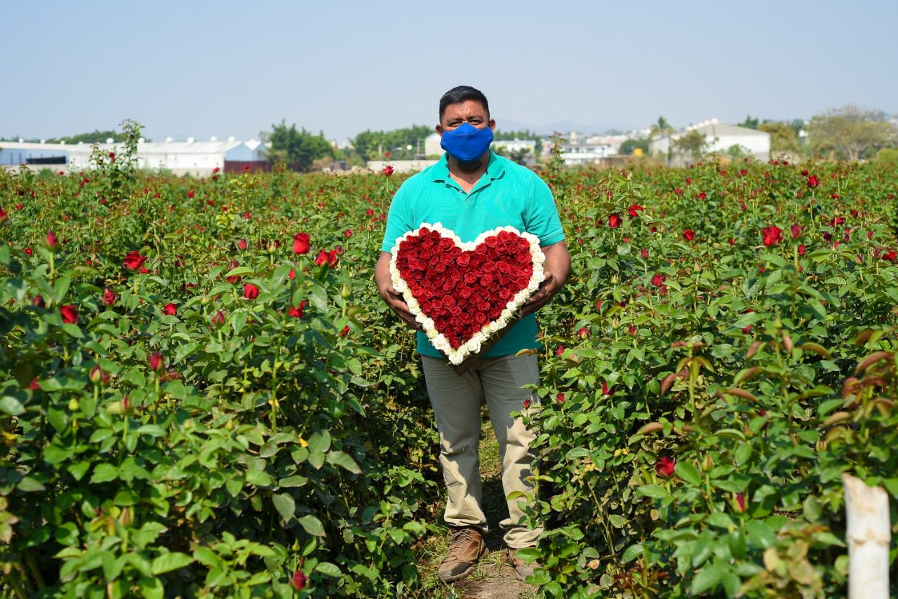 Morelos produce variedad de ROSAS para festejo del día de las Madres