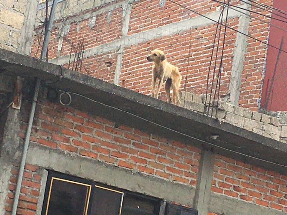Atienden denuncia de perro en azotea de Xochitepec, suman 75 reportes por maltrato animal en 2021