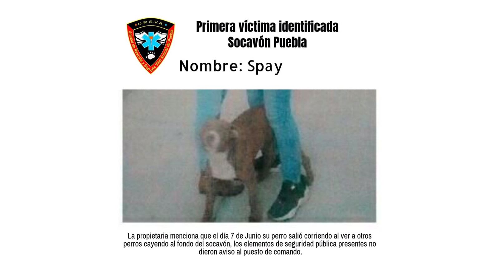 Cae perro pitbull en el enorme socavón de Puebla