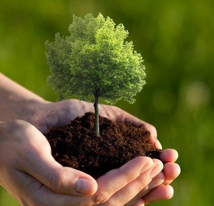 ADOPTA UN ÁRBOL, lanzan convovatoria para reforestar en Morelos