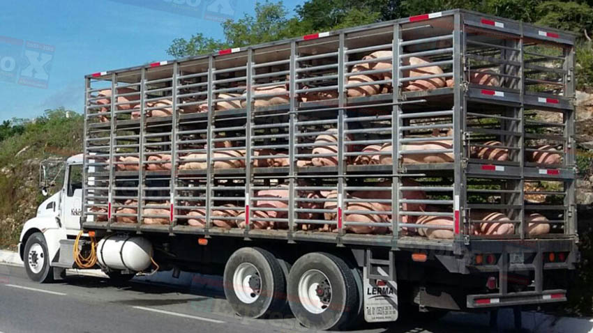 Roban cerdos tras volcar tráiler que los transportaba