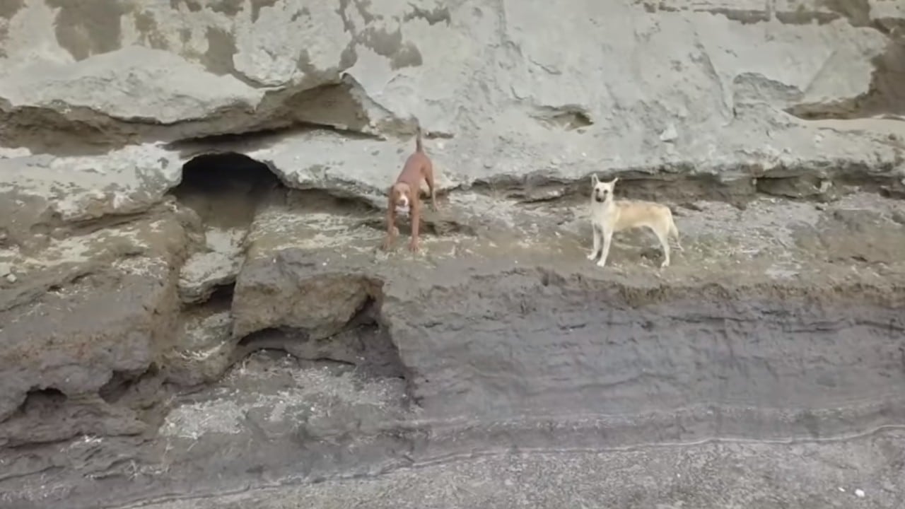 ¡Siguen vivos! Dron capta en video a perritos atrapados en socavón de Puebla