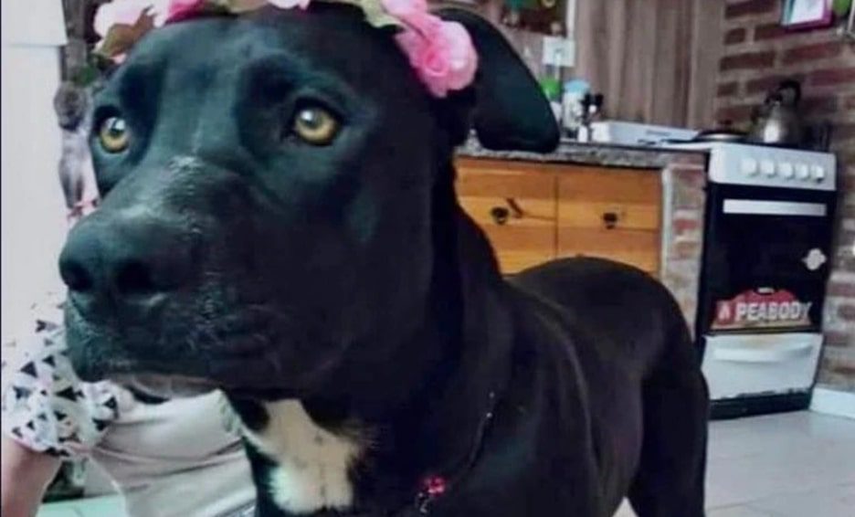 Juez reconoce a perrita como “hija no humana” de dos personas