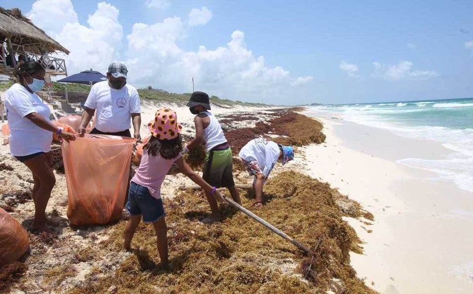 “Sargazotón” ofrecen comida y cerveza a cambio de recolectar sargazo en Quintana Roo