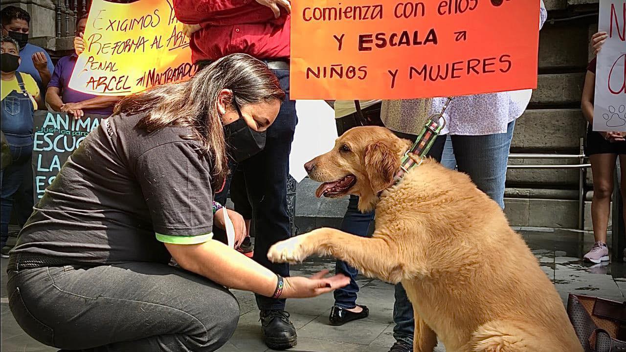 Ya es vigente CÁRCEL a quien ejerza MALTRATO ANIMAL en Morelos