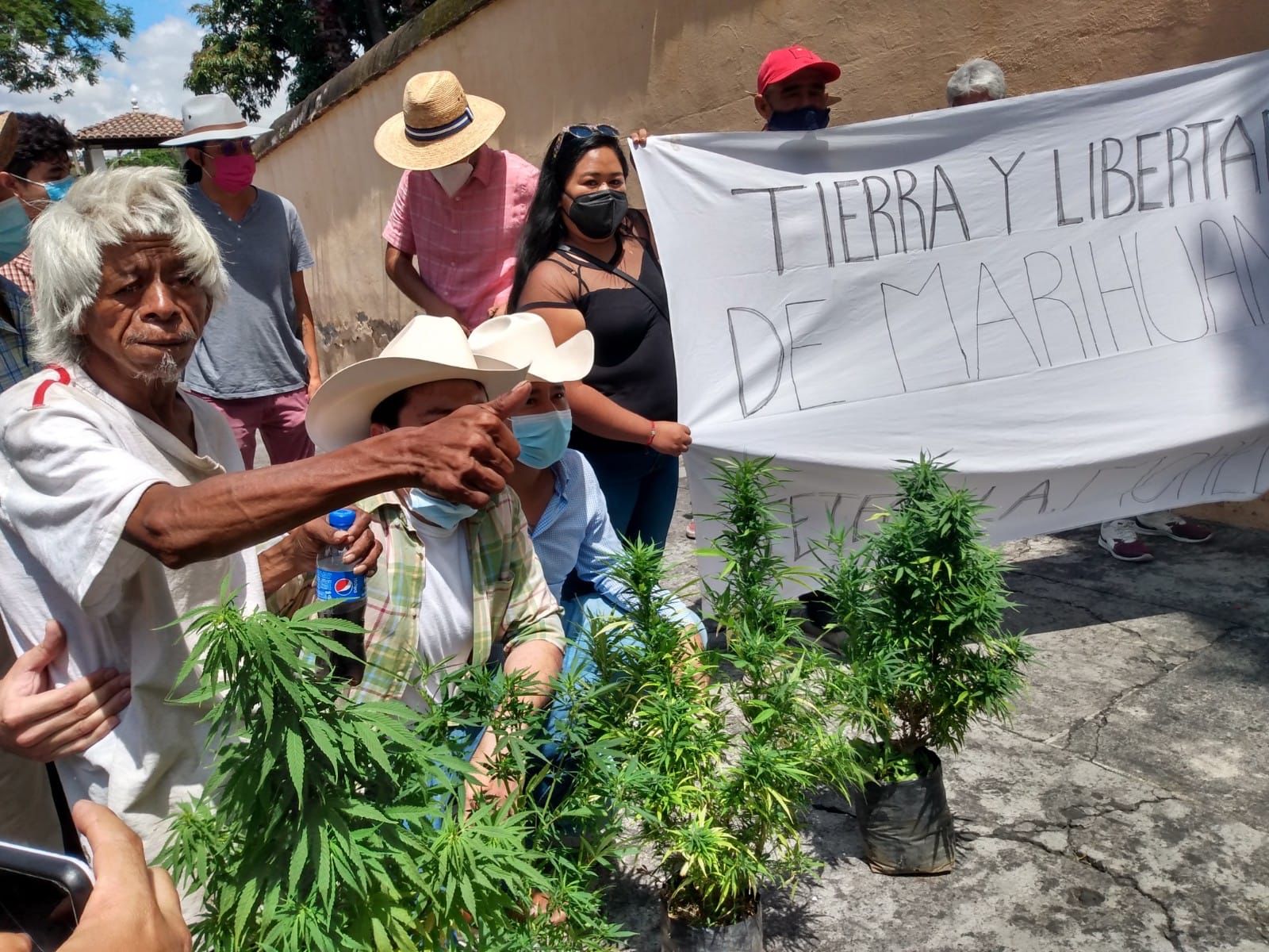 Quieren que municipio de Morelos sea principal productor de MARIHUANA