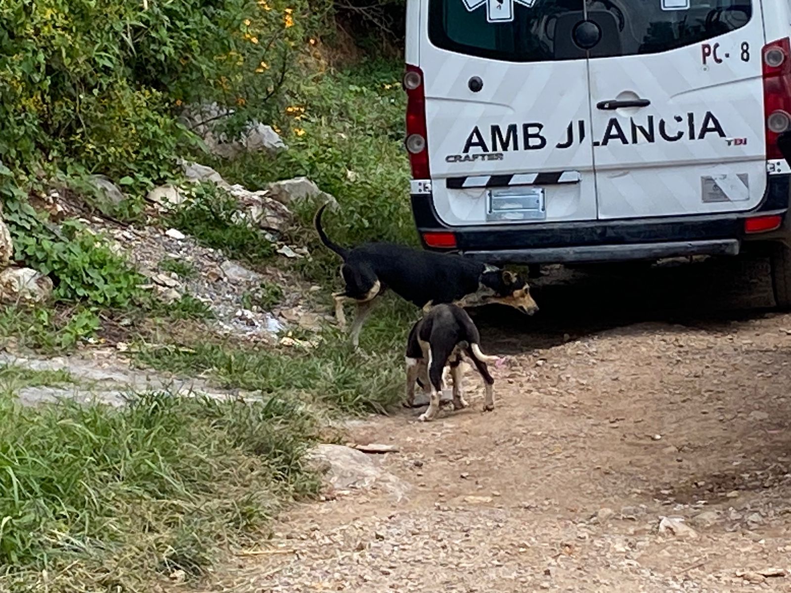 Damnificados de la Vista Hermosa en Jiutepec ABANDONARON a sus mascotas