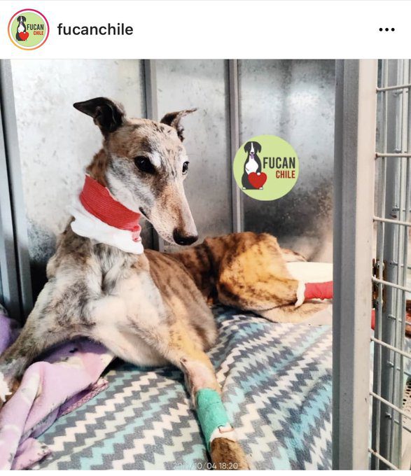 ¡Justicia para Milagros! Perrita murió víctima de violación en Chile