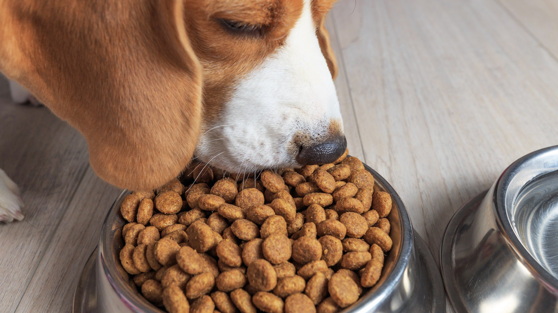 Revela Profeco lista de las mejores croquetas para tu perro