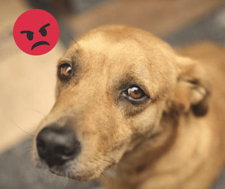 Mexicanos son los que más abandonan perritos en América Latina