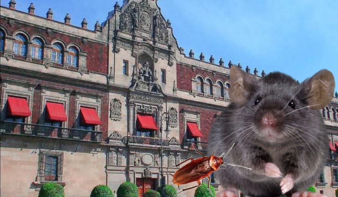 Gobierno de México eliminará plaga de ratas y ratones en Palacio Nacional