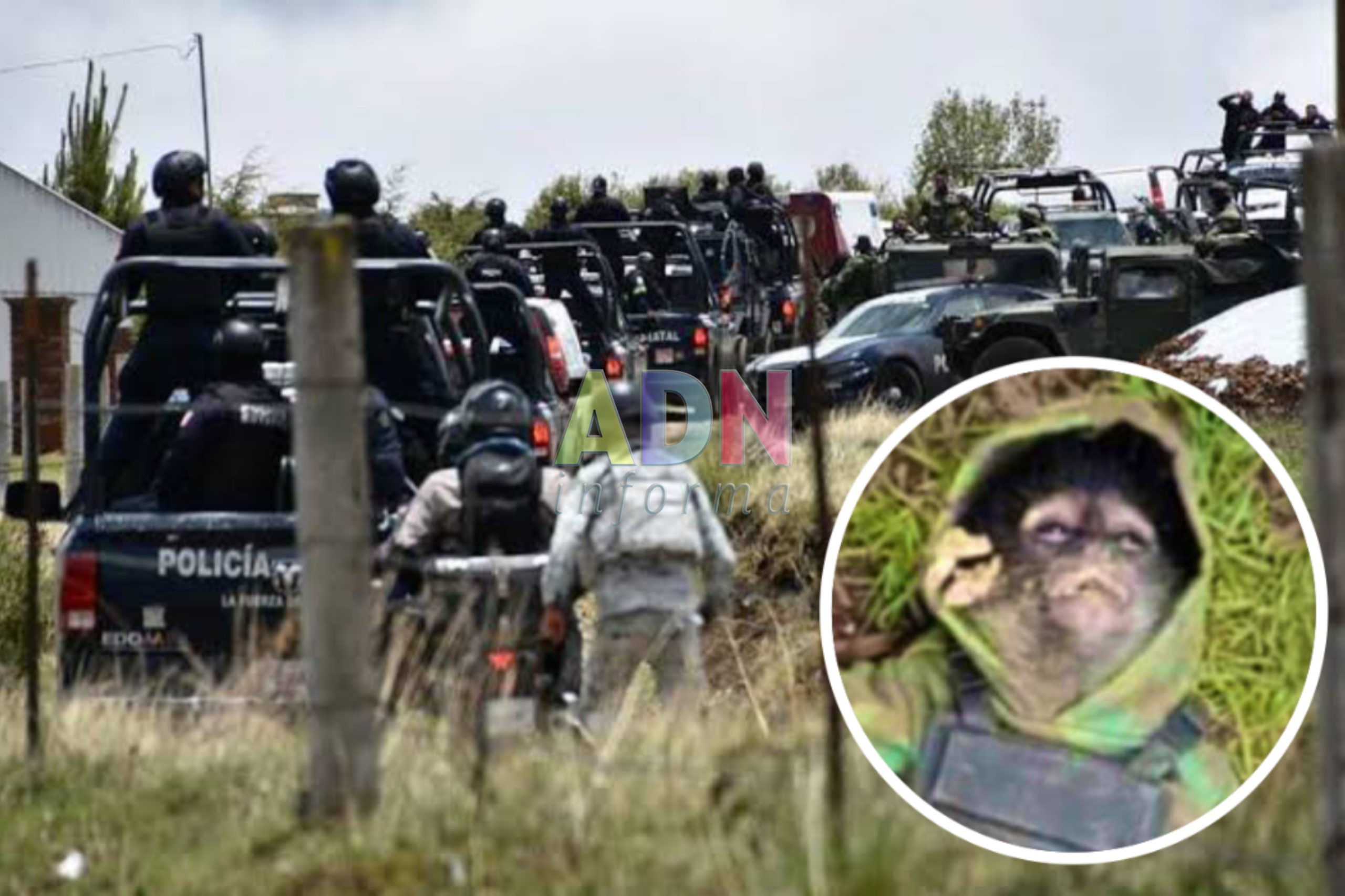 Muere mono araña vestido de sicario durante un enfrentamiento en Texcaltitlán