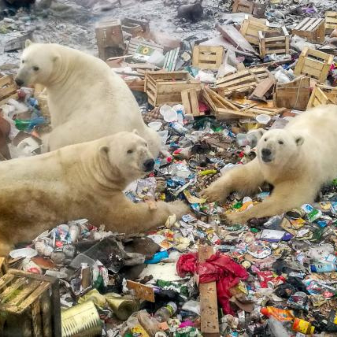 Acuden osos polares a la basura para alimentarse ante pérdida de su hábitat